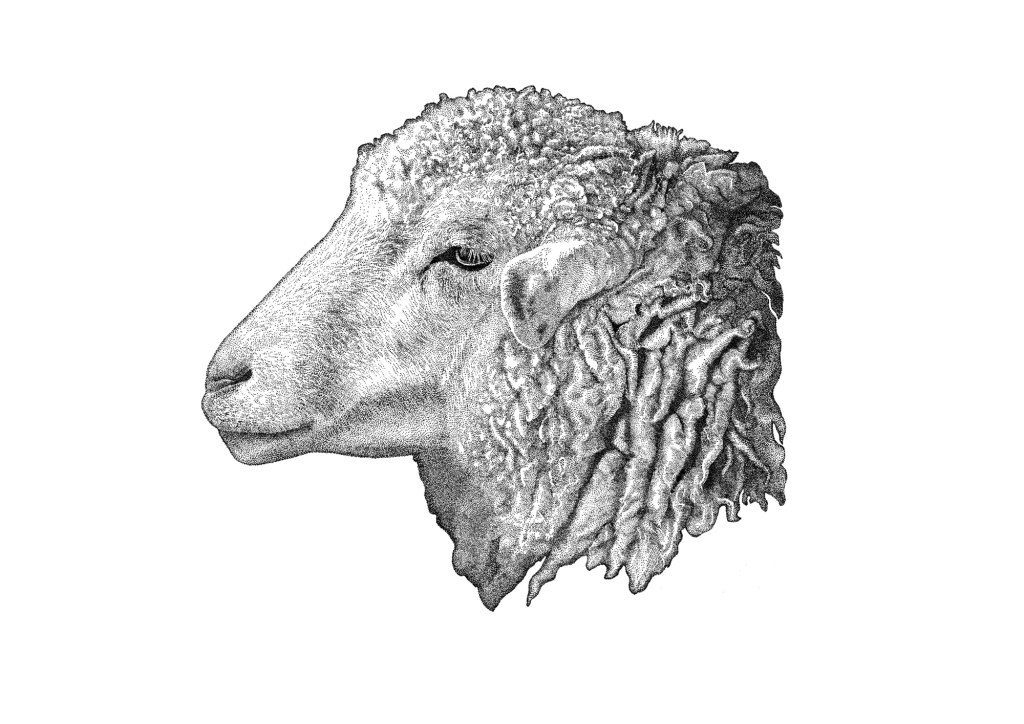 Sheep