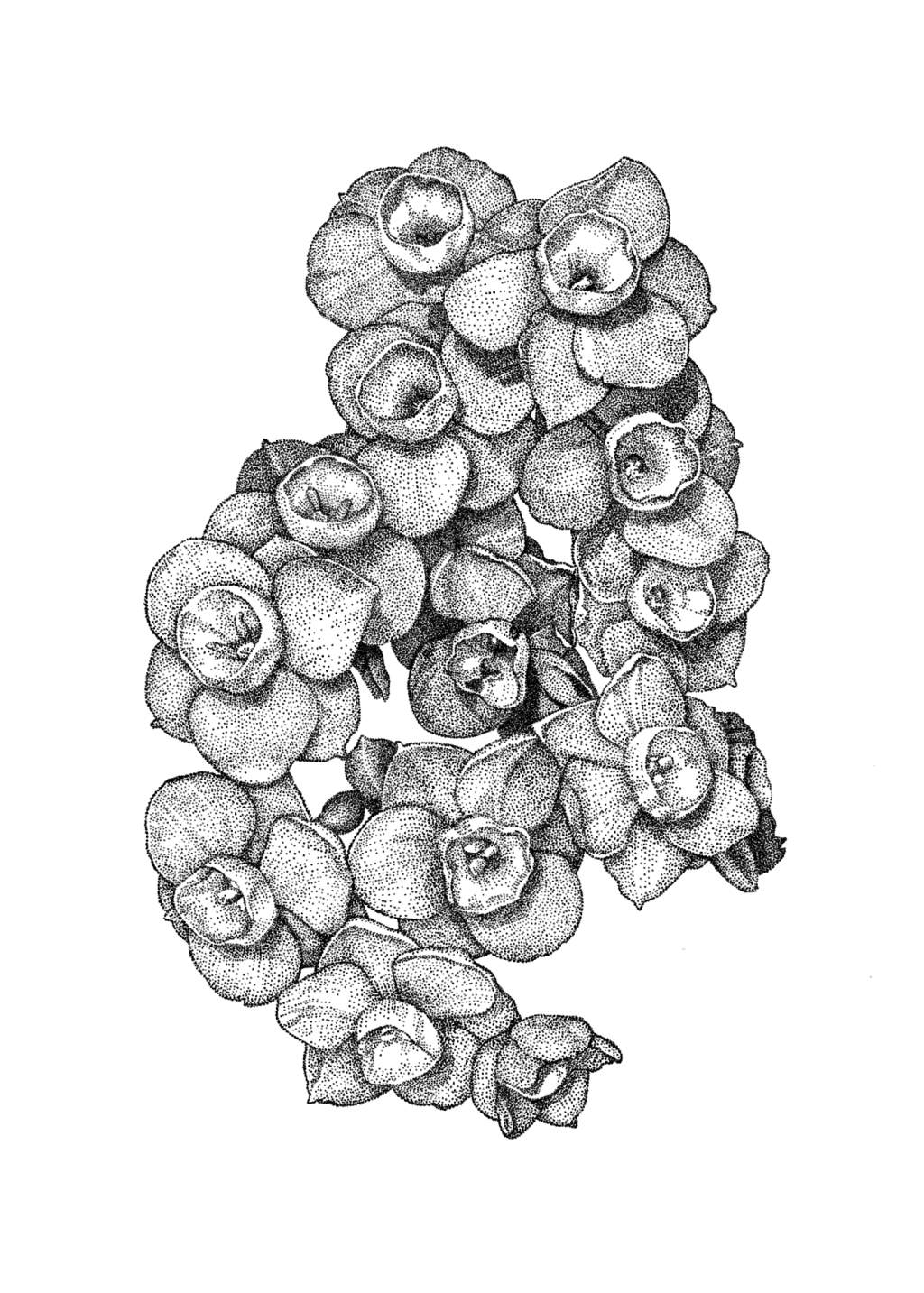 Multi-headed Daffodils